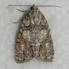 Acronicta exilis