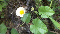 Wissadula glechomifolia