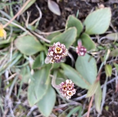 Micranthes rhomboidea