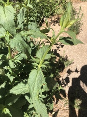 Scrophularia parviflora