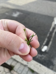 Sagina japonica