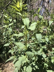 Scrophularia parviflora