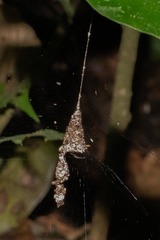 Spilasma duodecimguttata
