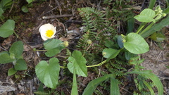 Wissadula glechomifolia