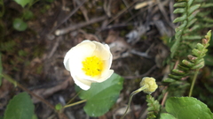 Wissadula glechomifolia