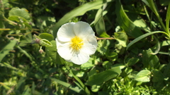 Wissadula glechomifolia