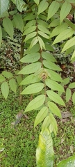 Juglans neotropica