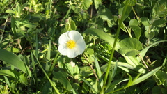 Wissadula glechomifolia