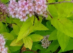 Synanthedon acerrubri