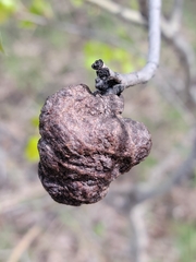 Pachypappa sacculi