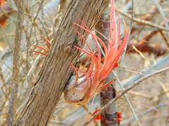 Tillandsia circinnatioides