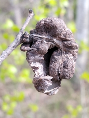 Pachypappa sacculi