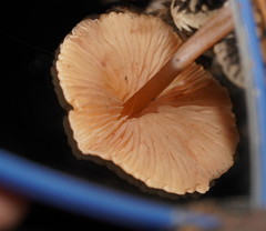 Entoloma aromaticum