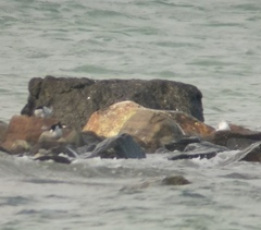 Hydrocoloeus minutus