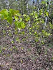 Pachypappa sacculi