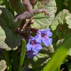Glechoma hederacea