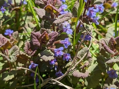 Glechoma hederacea