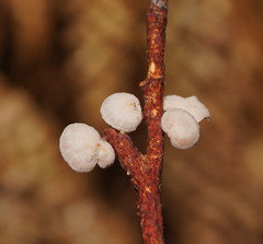 Marasmiellus affixus