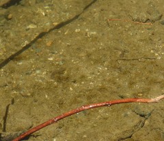 Trichomycterus striatus