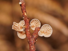 Marasmiellus affixus