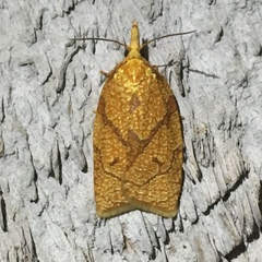 Cenopis reticulatana