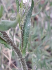 Crucihimalaya bursifolia