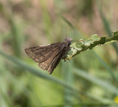 Erynnis meridianus