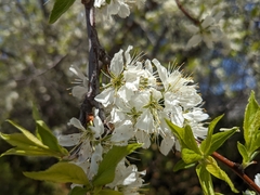 Prunus
