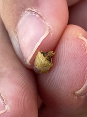 Dendrocoris contaminatus