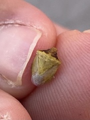 Dendrocoris contaminatus