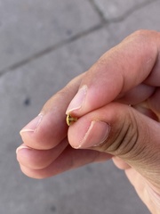 Dendrocoris contaminatus