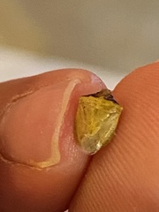 Dendrocoris contaminatus