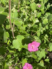 Pavonia lasiopetala