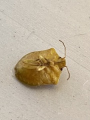 Dendrocoris contaminatus