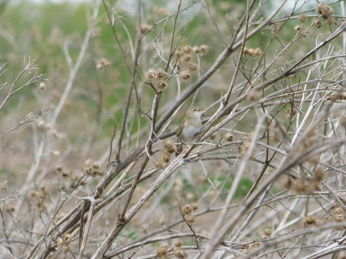 Common Grasshopper Warbler (Locustella naevia), photo 8