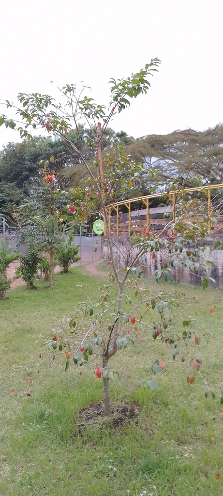 Lafoensia speciosa