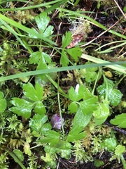 Ligusticum apiifolium