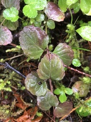 Clinopodium douglasii
