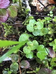 Clinopodium douglasii