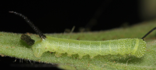 Carolina Sphinx, photo 5 of 10