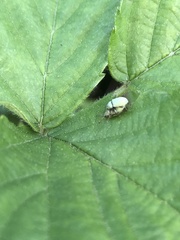 Phyllobius virideaeris