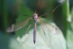 Tipula luna