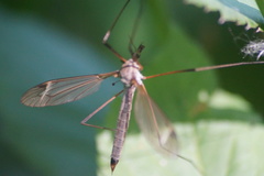 Tipula luna