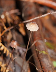Mycena cystidiosa