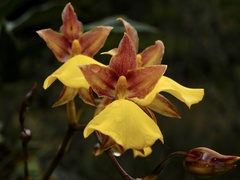 Cyrtochilum aureum