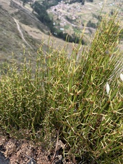 Ephedra americana