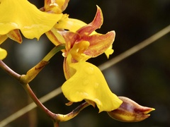 Cyrtochilum aureum