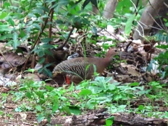 Crypturellus cinnamomeus