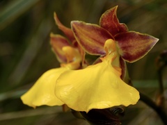 Cyrtochilum aureum