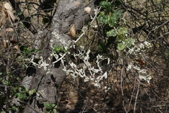 Cystotheca lanestris